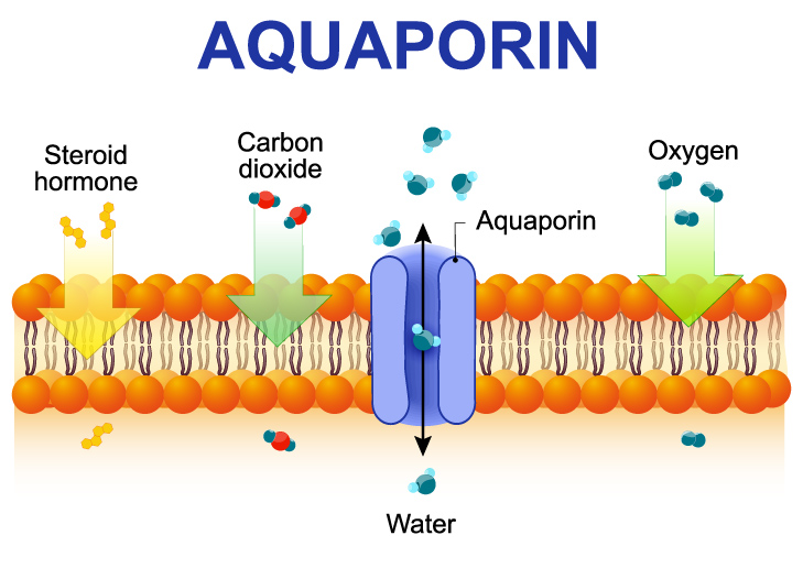 AQUAPORIN